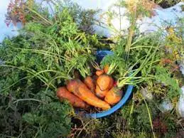 Growing Carrots During The Winter