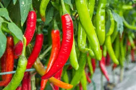 Growing Chilli Peppers During Winter