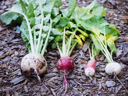 Growing Radishes In Winter And Spring