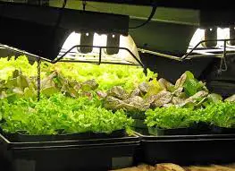 Growing Vegetables Indoors During Winter