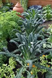 How To Grow Lacinato Kale (cavolo Nero)