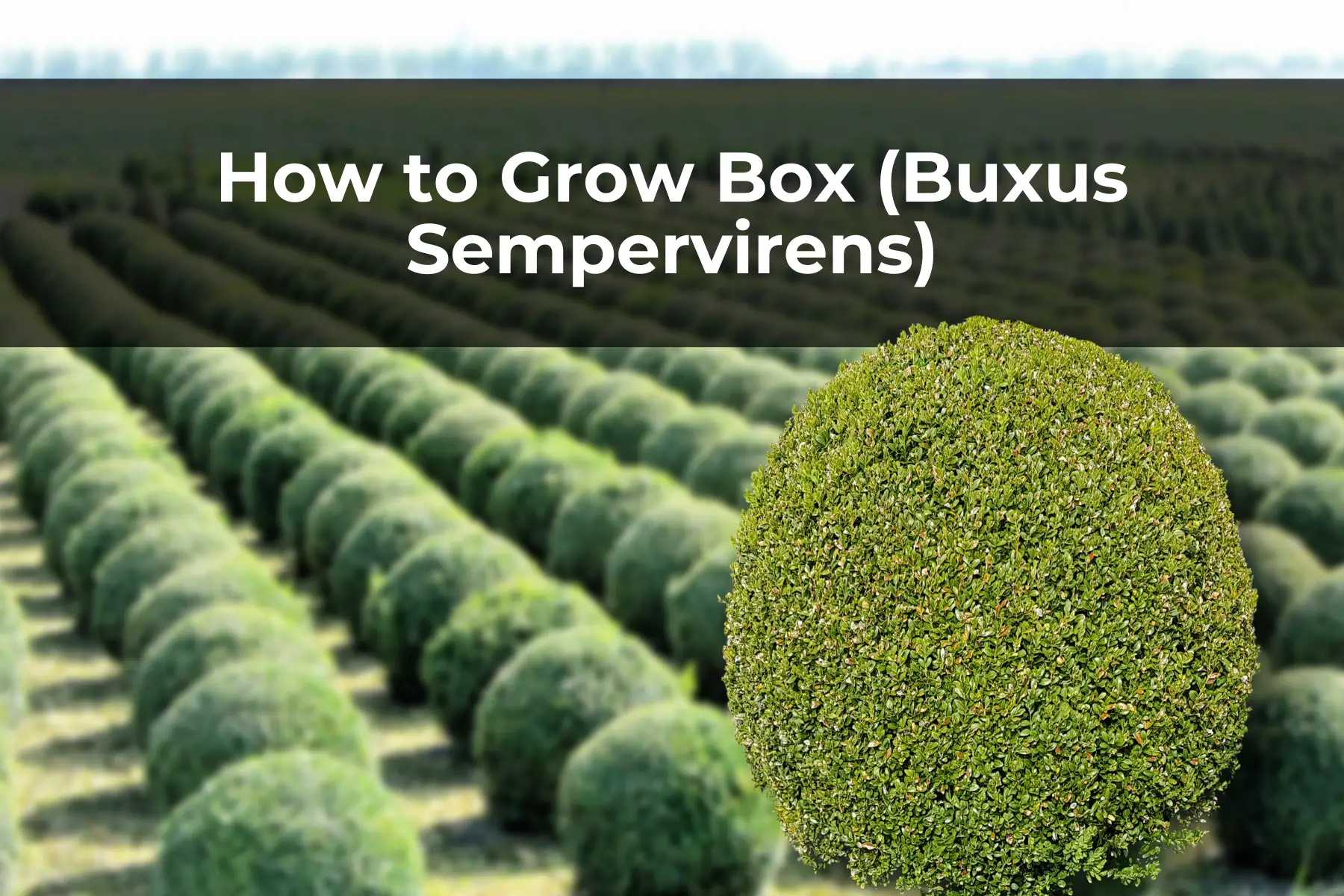How to Grow Box (Buxus Sempervirens)