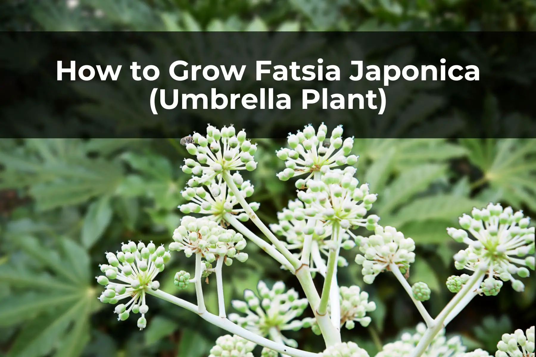 How to Grow Fatsia Japonica (Umbrella Plant)
