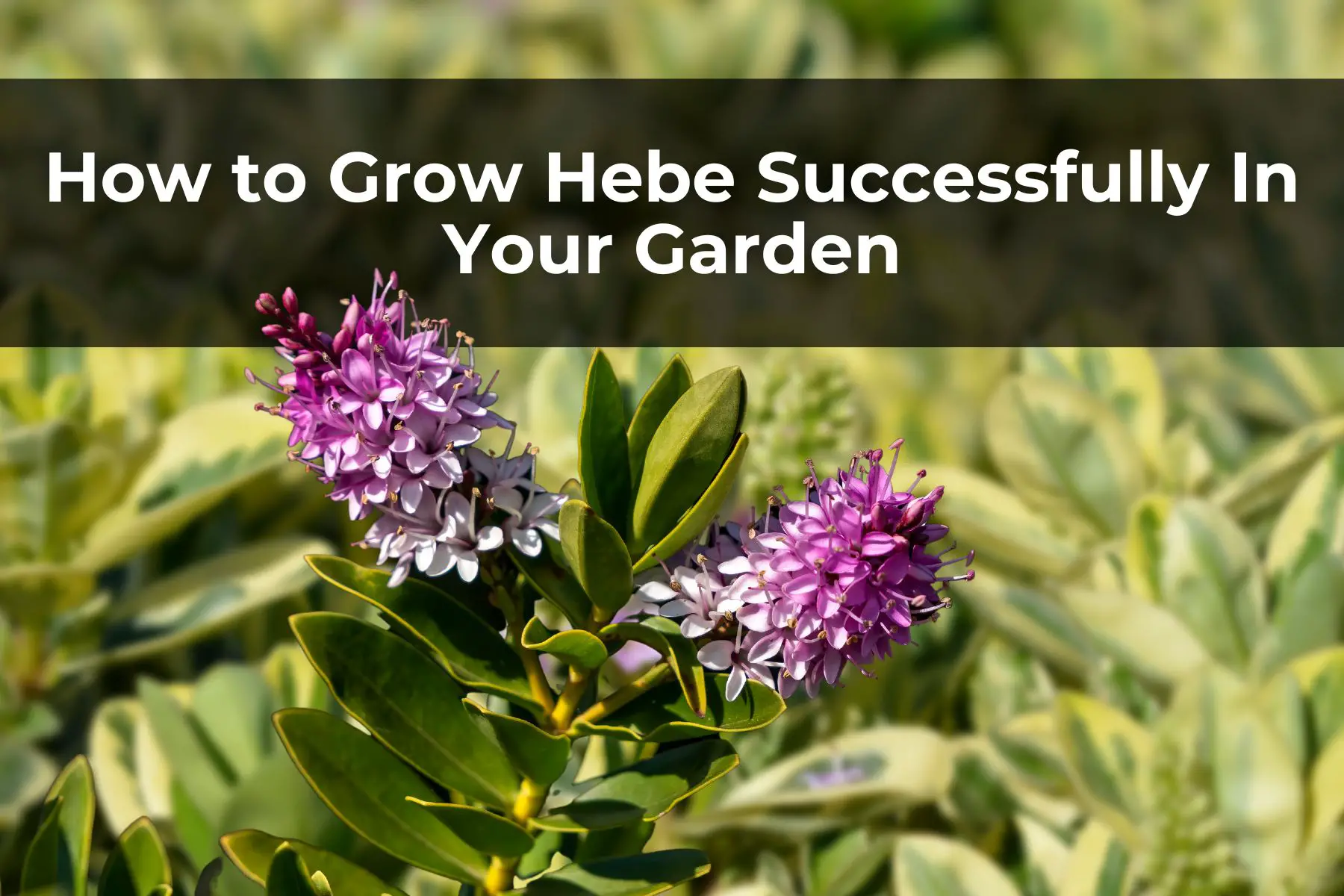 How to Grow Hebe Successfully In Your Garden
