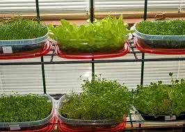 How To Grow Microgreens In The Winter