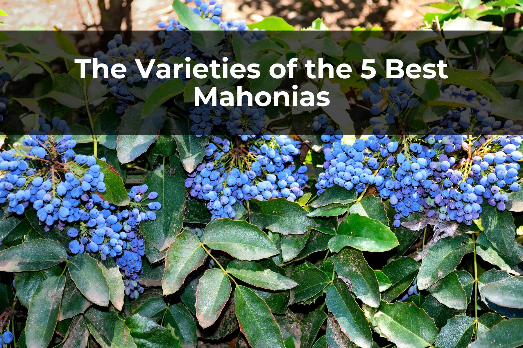 The Varieties of the 5 Best Mahonias