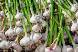 Winter Garlic – Growing And Caring