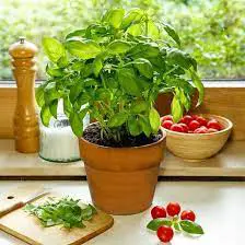 Basil In Winter – How To Grow Indoors