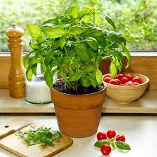 Basil In Winter – How To Grow Indoors