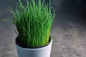 Chives In Winter – Growing And Caring