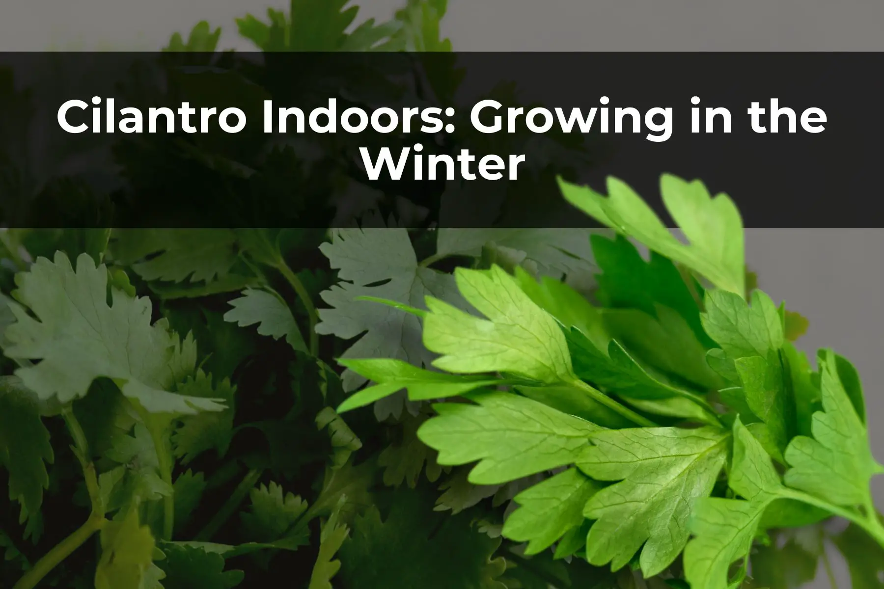 Cilantro Indoors: Growing in the Winter