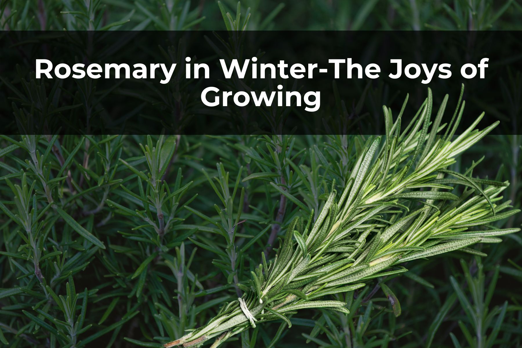 Rosemary in Winter-The Joys of Growing