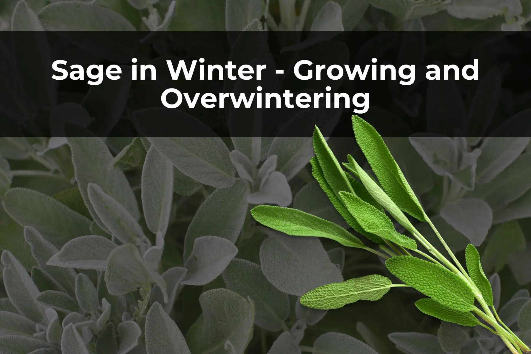 Sage in Winter - Growing and Overwintering