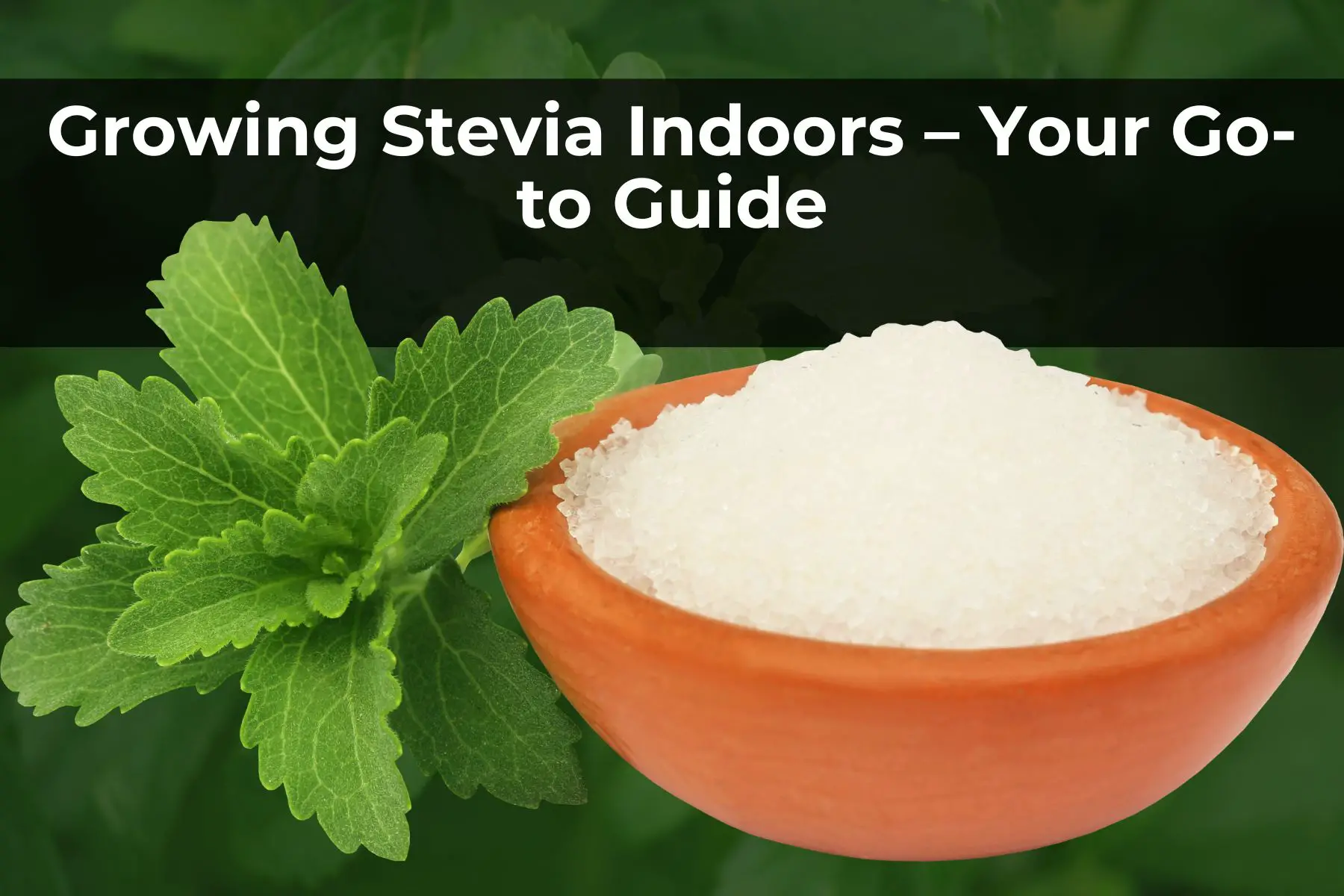 Growing stevia indoors - your go to guide