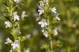 Growing Winter Savory In Winter