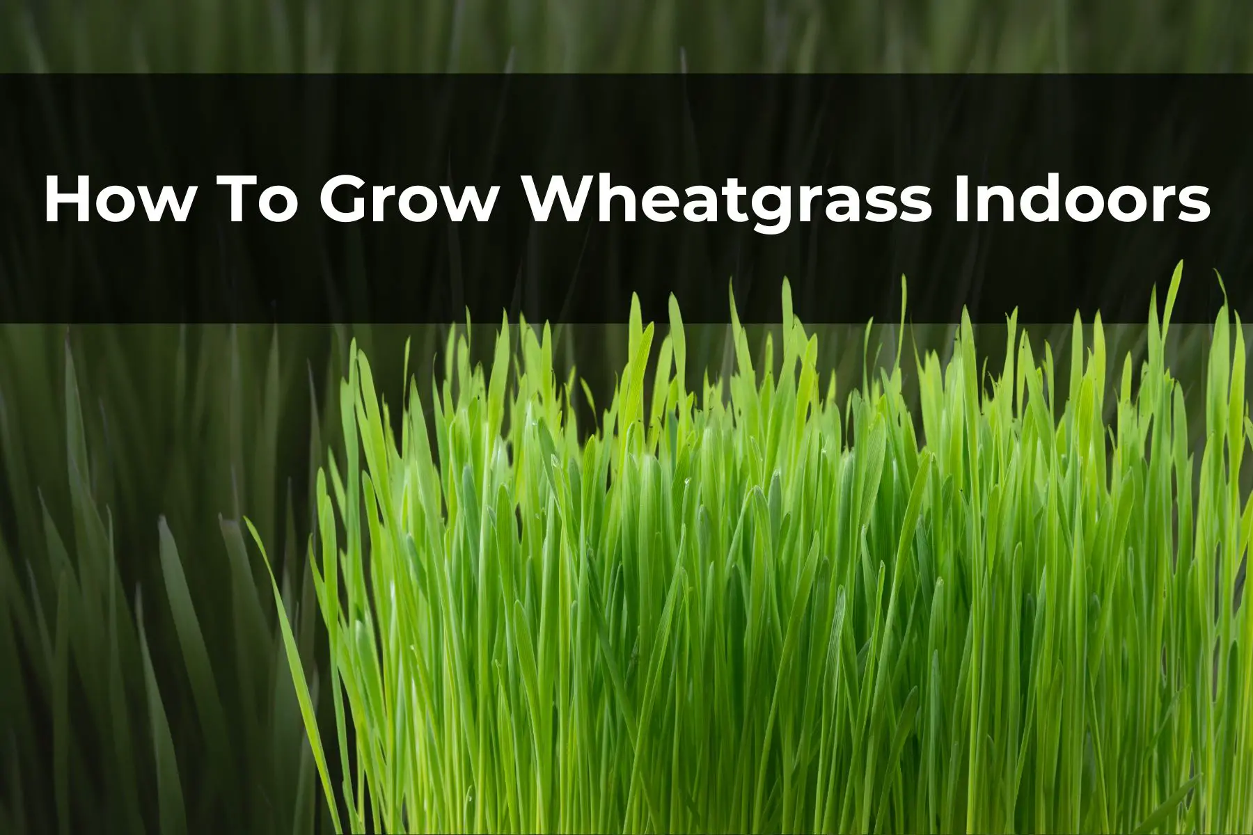 How To Grow Wheatgrass Indoors