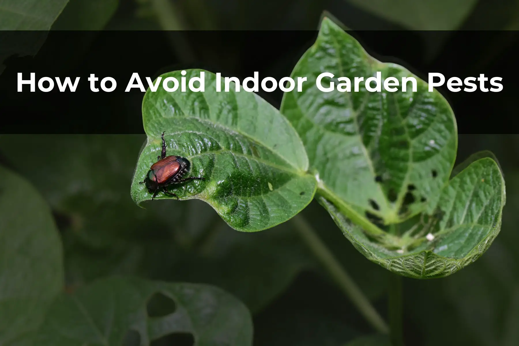 How to Avoid Indoor Garden Pests