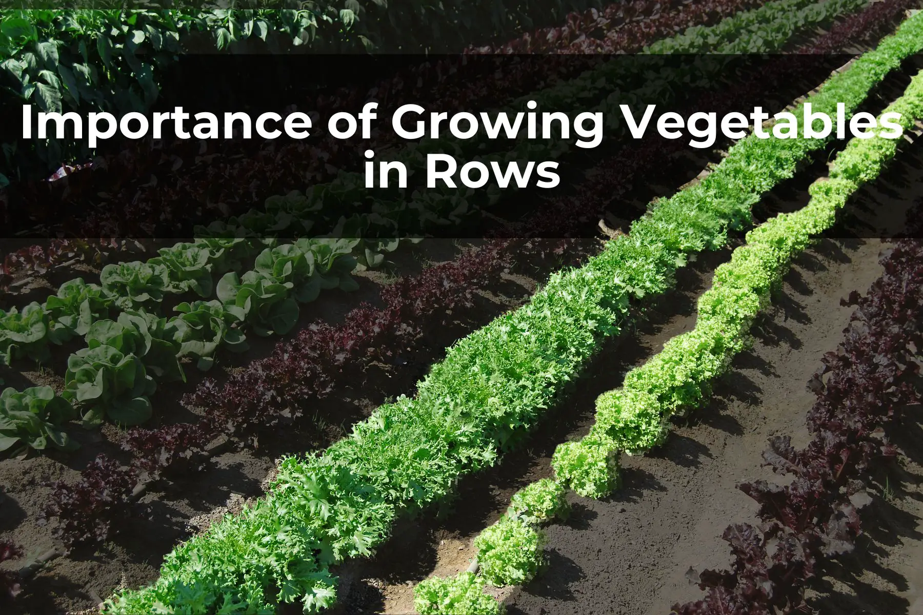 Importance of Growing Vegetables in Rows