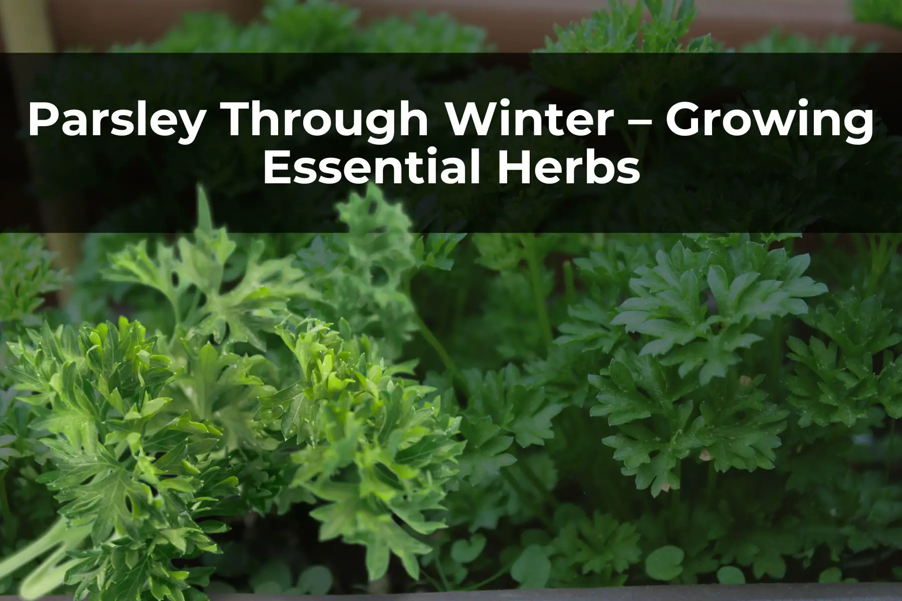 Parsley Through Winter – Growing Essential Herbs