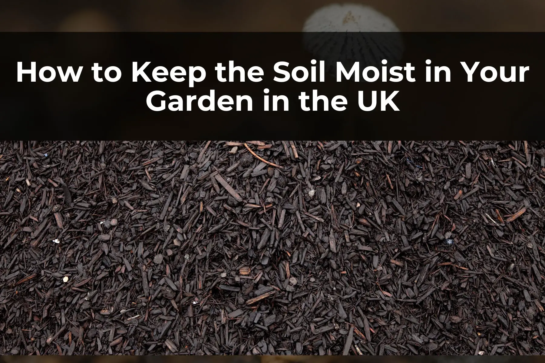 How to Keep the Soil Moist in Your Garden in the UK