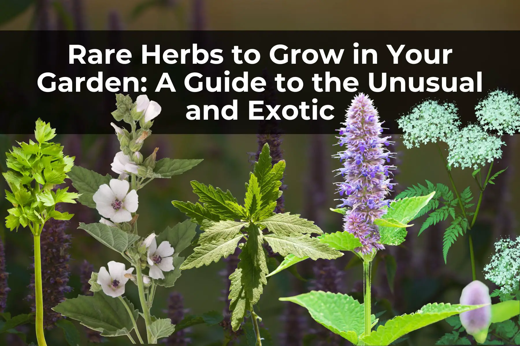 Rare Herbs to Grow in Your Garden: A Guide to the Unusual and Exotic