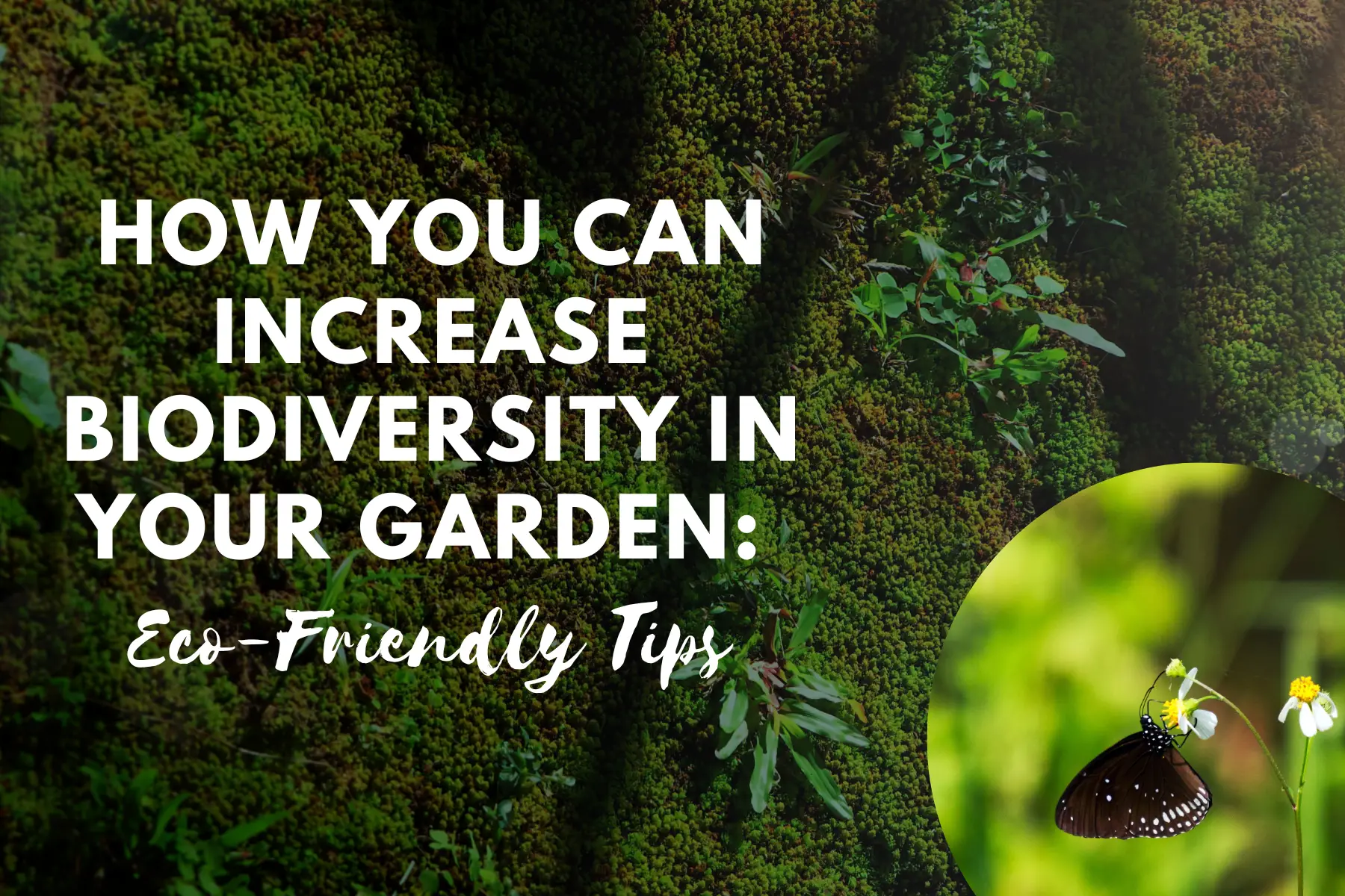 How You Can Increase Biodiversity In Your Garden