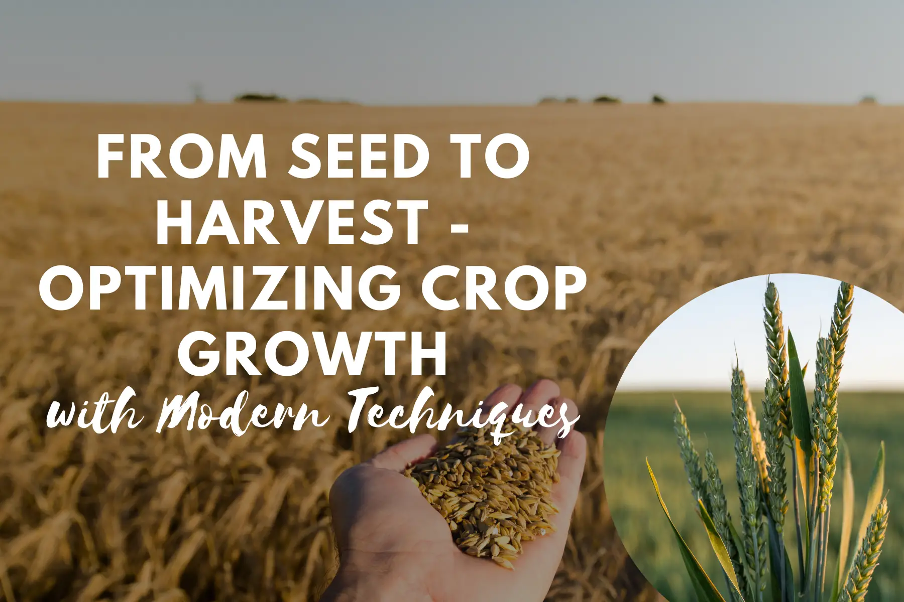 From Seeds To Harvest Optimizing Crop Growth With Modern Techniques
