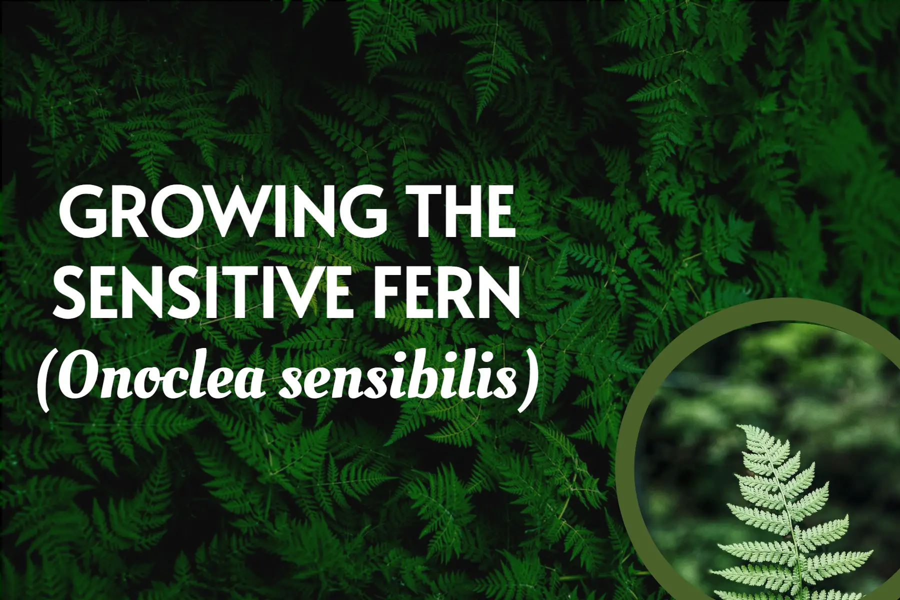 Growing The Sensitive Fern (onoclea Sensibilis)