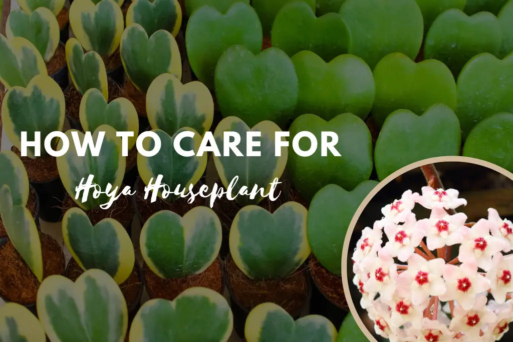 How to Care for A Hoya Houseplant