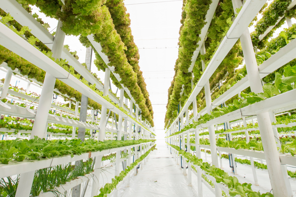 Indoor Vertical Farming