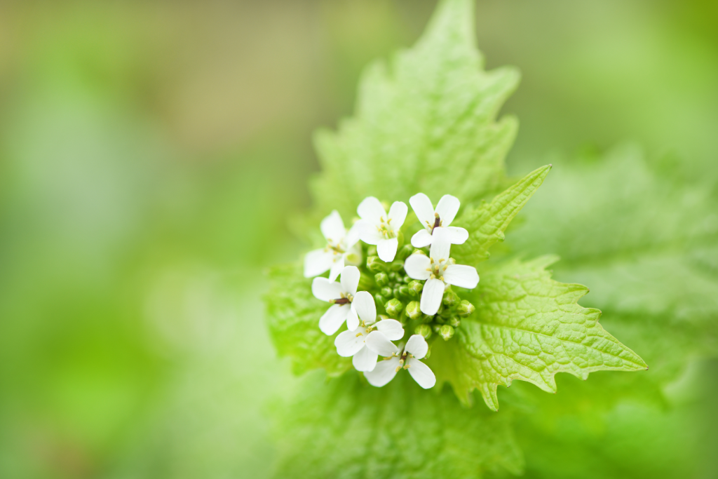 The Art of Weed Warfare: How to Triumph over Your Garden's Most Unwanted