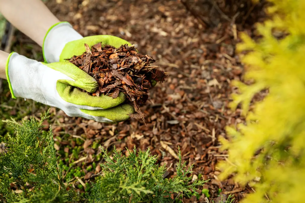 The Art of Weed Warfare: How to Triumph over Your Garden's Most Unwanted