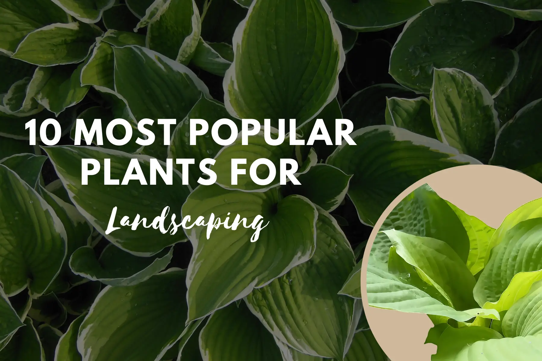 10 Most Popular Plants For Landscaping
