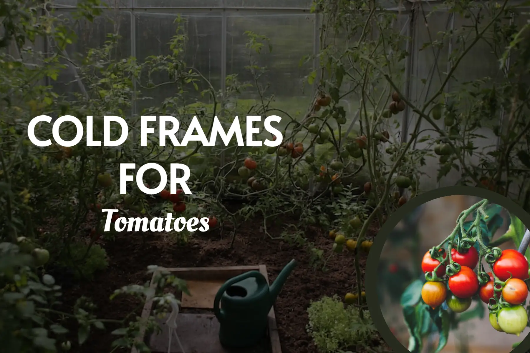Cold Frames For Tomatoes