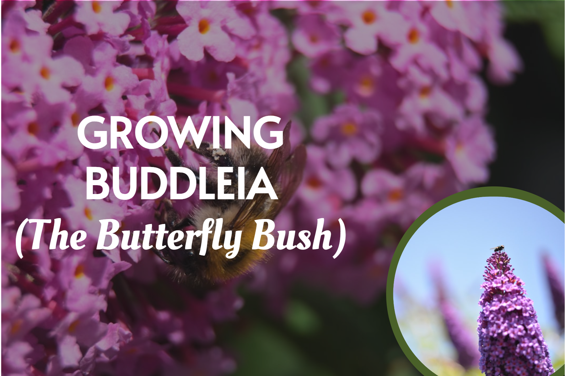 Growing Buddeia Butterfly Bush