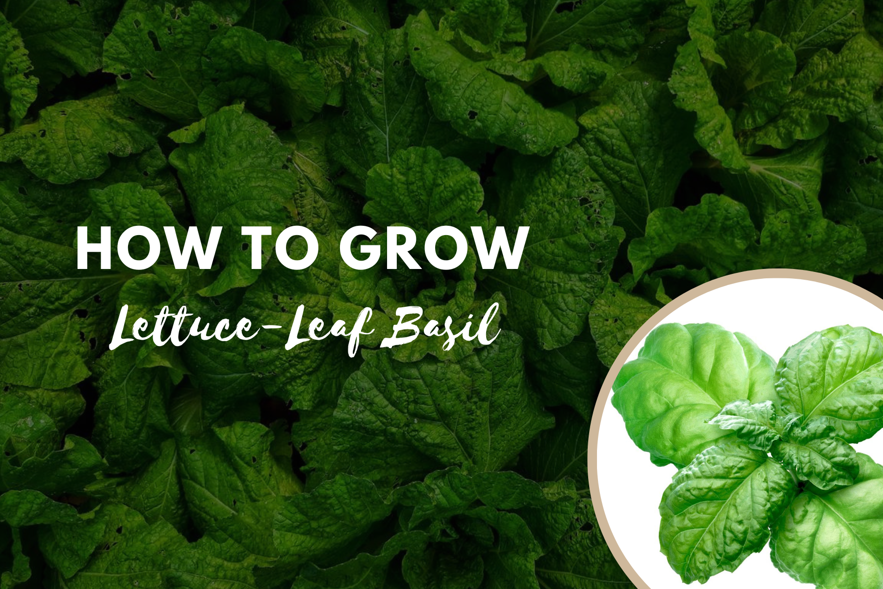 How To Grow Lettuce Leaf Basil