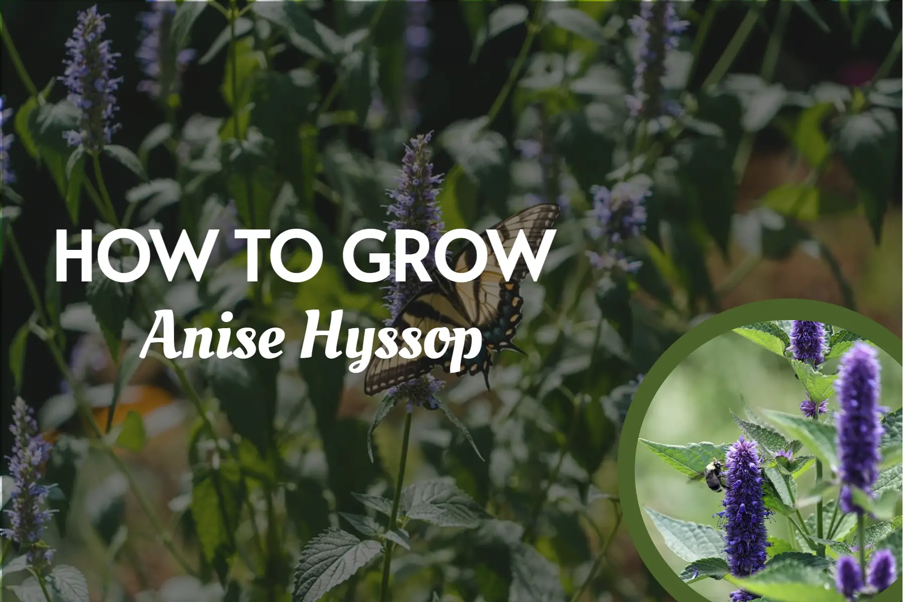 How To Grow Anise Hyssop