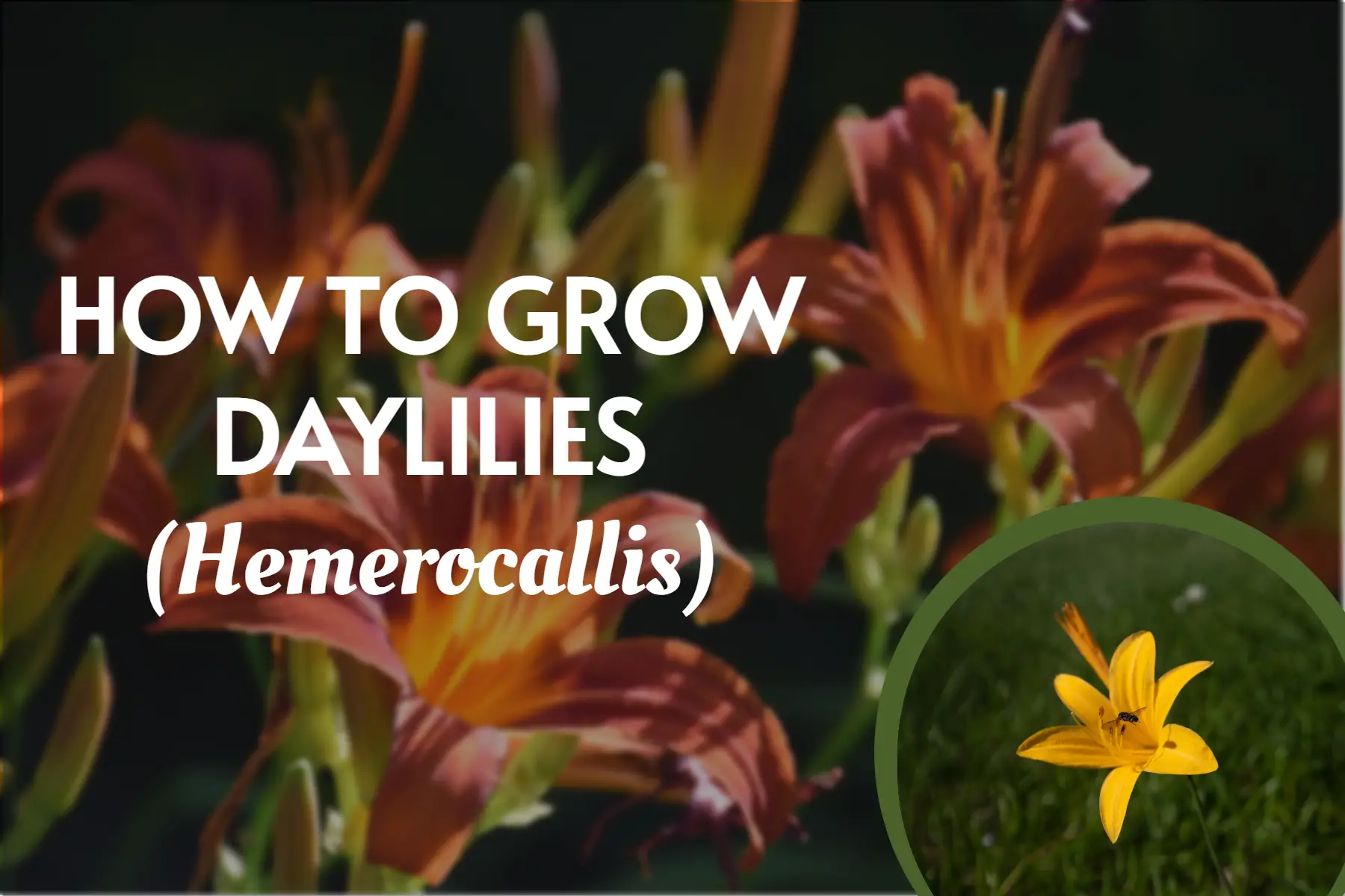 How To Grow Daylilies