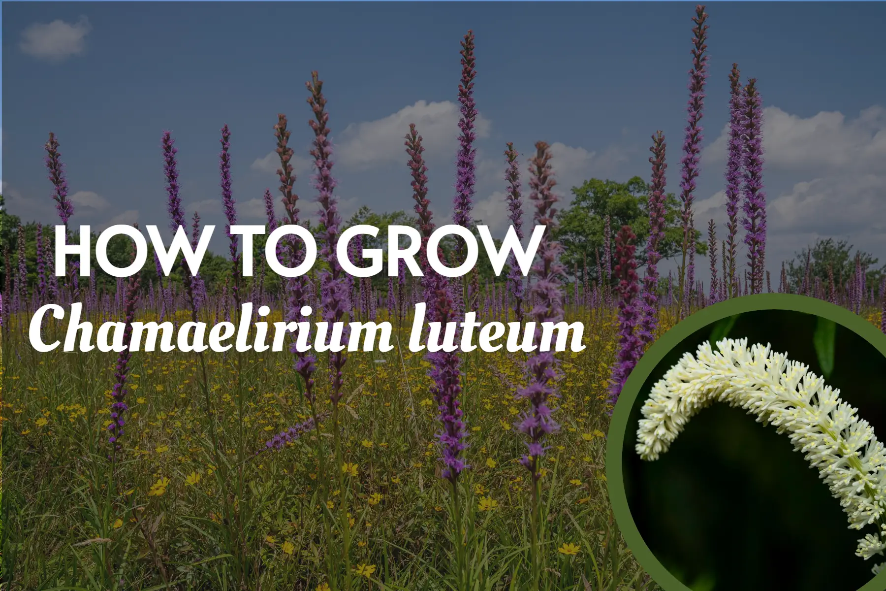How To Grow False Unicorn Or Fairy Wand (chamaelirium Luteum)
