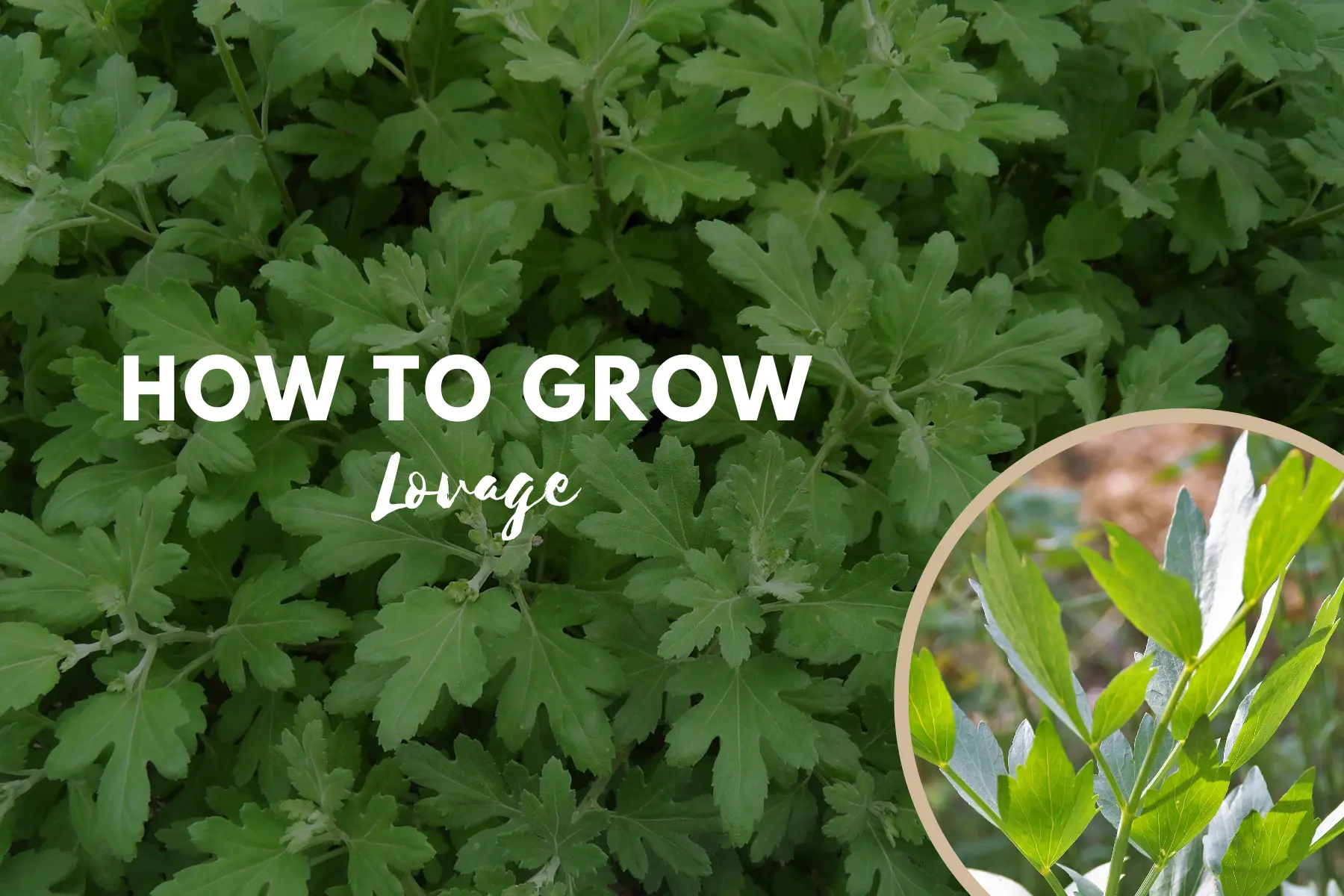 How To Grow Lovage