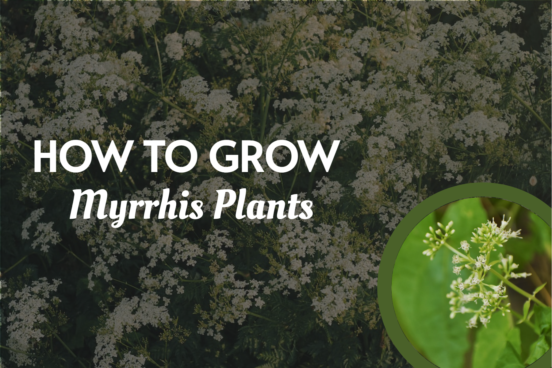 How To Grow Myrrhis Plants