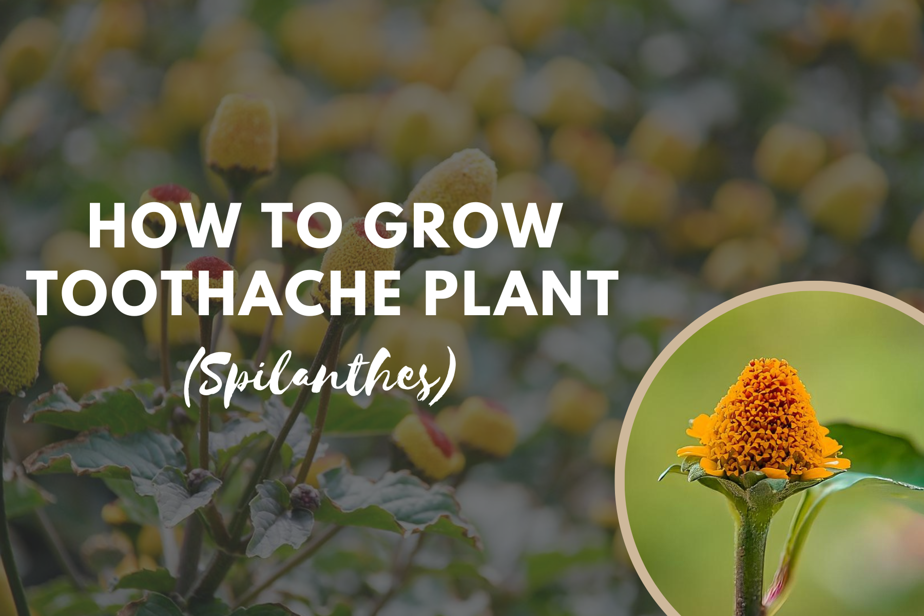 How To Grow Toothache Plant (spilanthes)