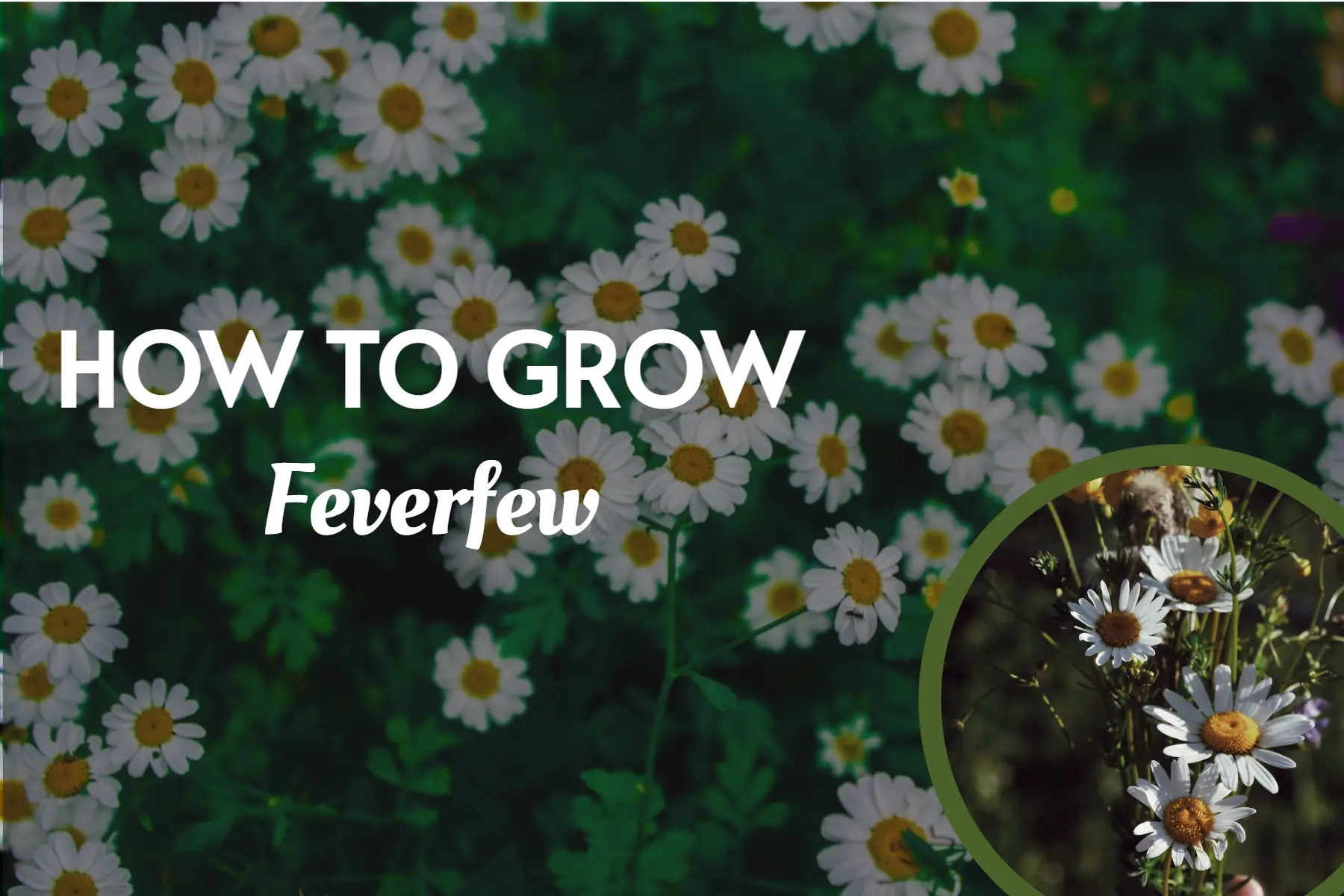 How To Grow Feverfew