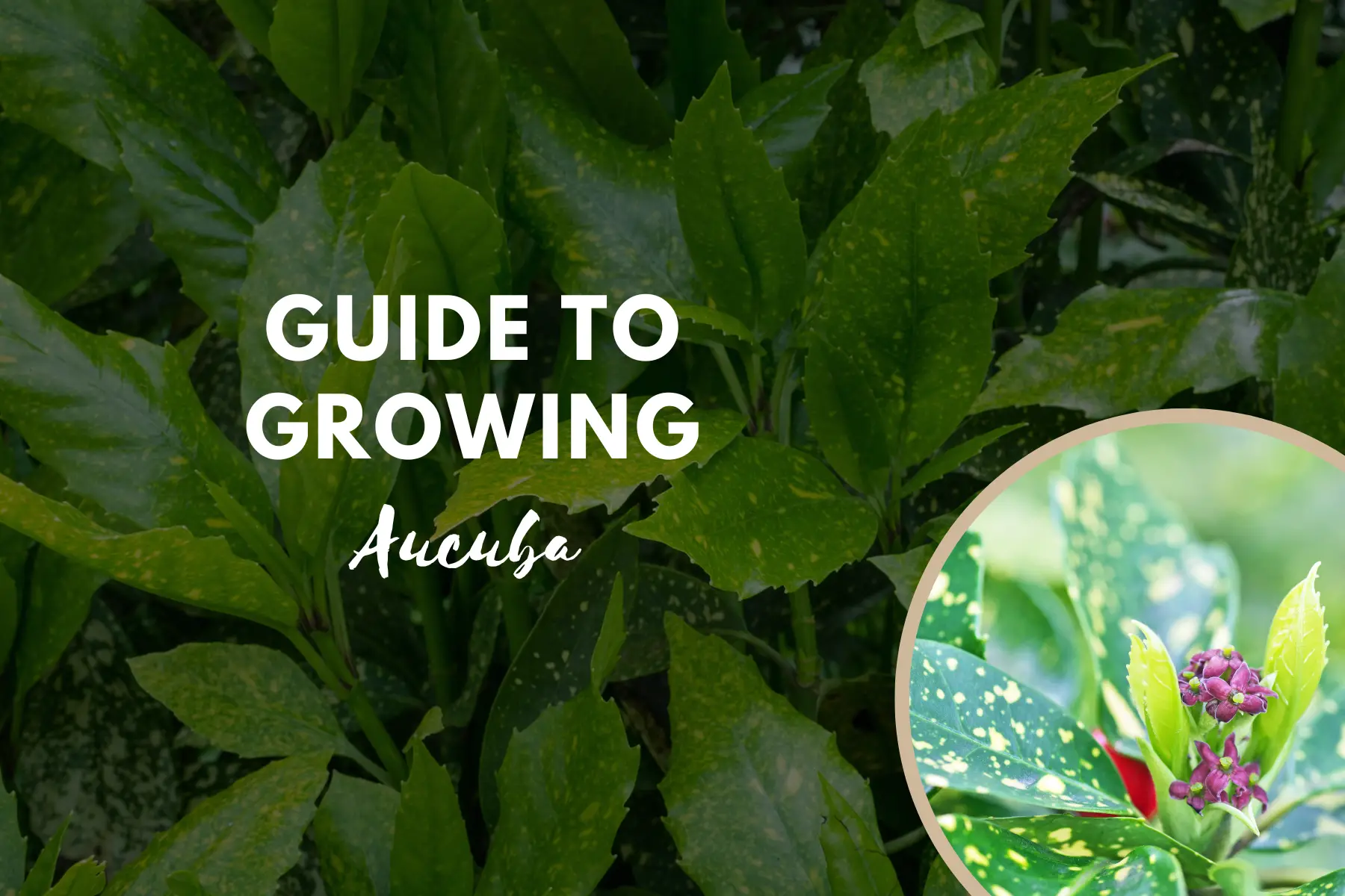 Guide To Growing Aucuba